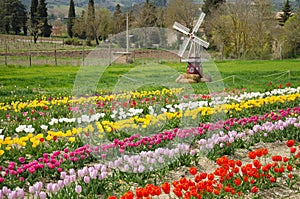 View of countryside with field of tulips and windmill in Spoleto, Umbria
