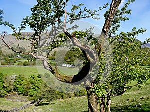 View of countryside houses through trees