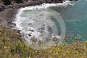 View of Cove from Roadside with Yellow Wildflowers in the Foreground