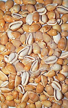 VIEW OF COWRIE SEA SHELLS