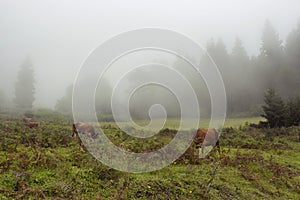 View of cows grazing in grass field, mountain forest in fog.