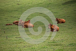 View of cows lying in grass pasture, beef cattle, Madeira Island farmland, Portugal