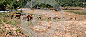 View of cows and oxen grazing on green pasture farm