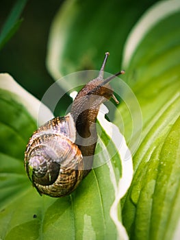 View at the crawling snail