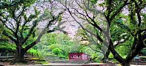 view of CRB, Chittagong. A house in the middle of the forest.