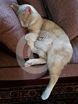 View of a Cream Tabby Cat Sleeping on a Stickley Couch