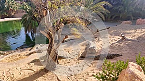 View of crocodile farm, alligators bask in the sun, crocodile farm tunisia africa, alligators walk on the sand