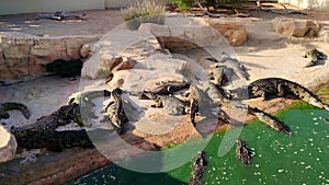 View of crocodile farm, alligators bask in the sun, crocodile farm tunisia africa, many alligators