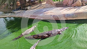 View of crocodile farm, alligators basking in the sun, crocodile farm tunisia africa, many alligators in the sun, beautiful day