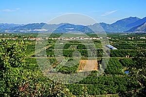 View of crop fields