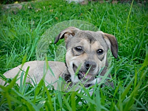 Rescue pup resting in long grass photo