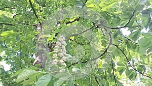 View of the crown of a chestnut tree with inflorescence. A chestnut tree in bloom. Concept of spring nature and