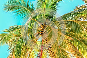 View of the crown of a coconut tree with coconut fruits against a blue sky. Sanya, China