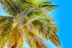 View of the crown of a coconut tree with coconut fruits against a blue sky. Sanya, China