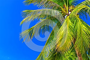 View of the crown of a coconut tree with coconut fruits against a blue sky. Sanya, China