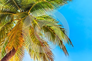 View of the crown of a coconut tree with coconut fruits against a blue sky. Sanya, China