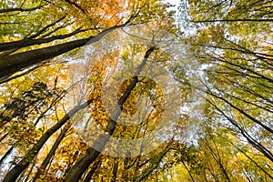 View into crowns of beautifully colored beeches in autumn forest