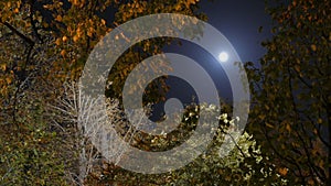 A view through crowns of trees to the moon. Full moon.