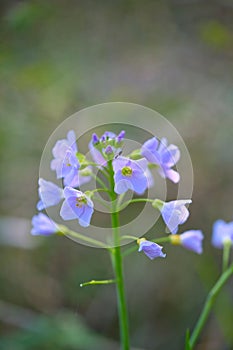 view of Cuckooflower (Cardamine pratensis), tea plant