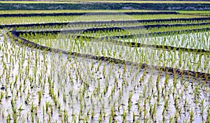 View of cultivated field