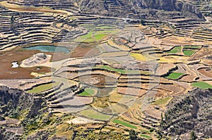 A view of cultivation terraces at Colca Canyon, Chivay, Peru