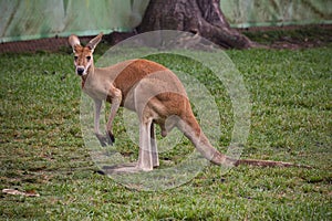 View of curious brown kangaroo staying on his back legs at Lone Koala Sanctuary