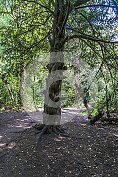 A view of a curiously shaped tree trunk in Grace Dieu Wood in Leicestershire, UK
