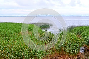 View of the Curonian Gulf of the Baltic Sea with reeds along the shore