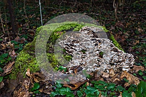 View of cut tree trunk in forest grown with green moss and many mushrooms