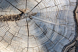 View of the cut trunk of an old tree