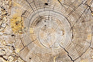 View of the cut trunk of an old tree