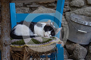 View of a cute black and white cat sleeping in a blue wooden chair in front of an old wall