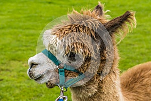 A view of a cute brown Alpaca having a walk in a field near Melton Mowbray