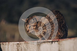 View of a cute cat sitting on a stone wall with blurred background