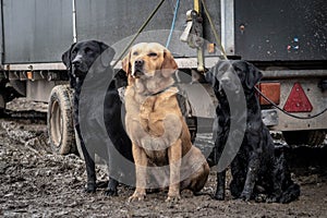 View of cute hunting dogs relaxing in a garden after hunting