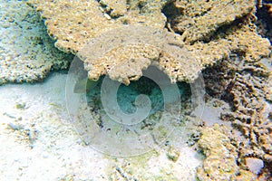 View of cute little fish hiding under coral. Snorkeling. Underwater world of Indian Ocean.