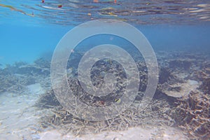 View of cute little fish hiding under coral. Snorkeling. Underwater world of Indian Ocean.