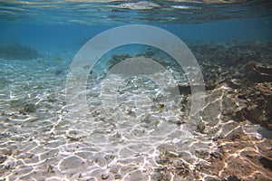 View of cute little fish hiding under coral. Snorkeling. Underwater world of Indian Ocean.