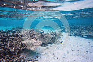 View of cute little fish hiding under coral. Snorkeling. Underwater world of Indian Ocean.