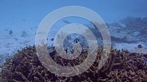 View of cute little fish hiding under coral. Snorkeling. Underwater world of Indian Ocean.