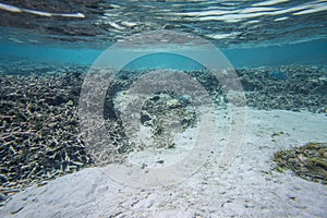 View of cute little fish hiding under coral. Snorkeling. Underwater world of Indian Ocean.