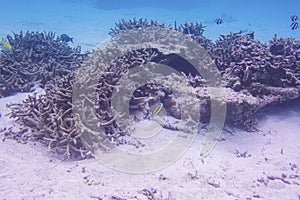 View of cute little fish hiding under coral. Snorkeling. Underwater world of Indian Ocean.