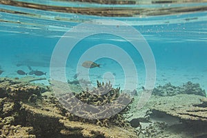 View of cute little fish hiding under coral. Snorkeling. Underwater world of Indian Ocean.