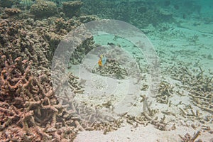 View of cute little fish hiding under coral. Snorkeling. Underwater world of Indian Ocean.