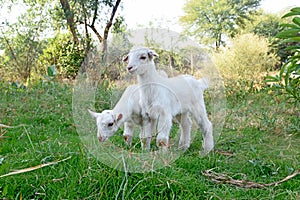 View of  cute little white goats grazing in the field