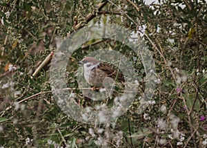 View of a cute sparrow sitting on dry branch in a field