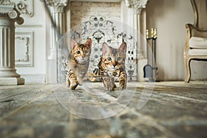 View at cute two bengal kittens running on camera in studio