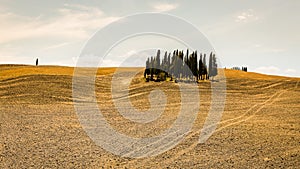 View of a cypress tree group in the tuscan region San Quirico d
