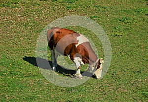 View of dairy cow eating grass