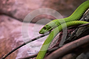 View of a dangerous green mamba snake on a trunk